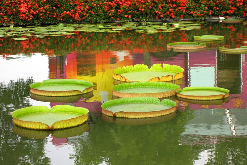 Victoria amazonica, pond, flowers, lotus, reflection, HD wallpaper