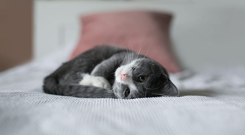 Cute Kitten, Bed Ultra, Animals, Pets, Kitten, Kitty, Sleepy, Animal, Cute, daydreamer, Adorable, HD wallpaper