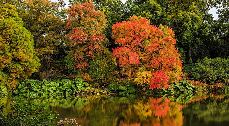 Early autumn, forest, fall, autumn, early, bonito, trees, lake, foliage, pond, tranquil, serenity, HD wallpaper