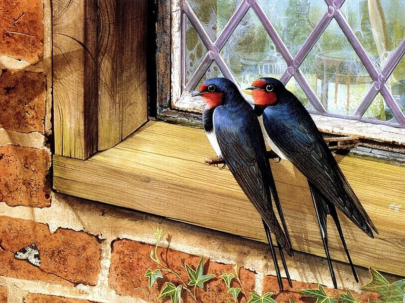 Perching, house, red breasted, window, birds, window sill, creeper, HD wallpaper