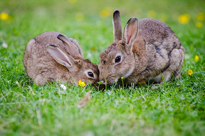 2 Rabbits Eating Grass at Daytime, HD wallpaper