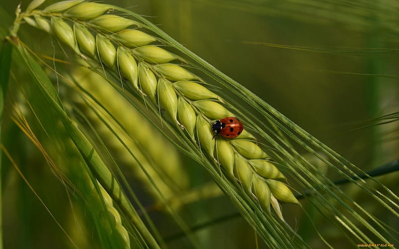 Ladybug, summer, green, spike, HD wallpaper | Peakpx