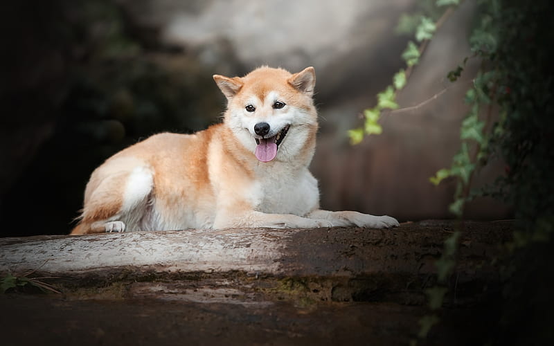 Shiba Inu, forest, pets, cute animals, dogs, Shiba Inu Dog, HD wallpaper