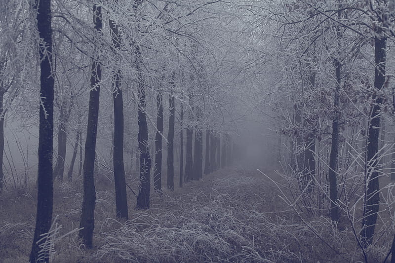 fog, forest, frost, branches, trees, grass, HD wallpaper