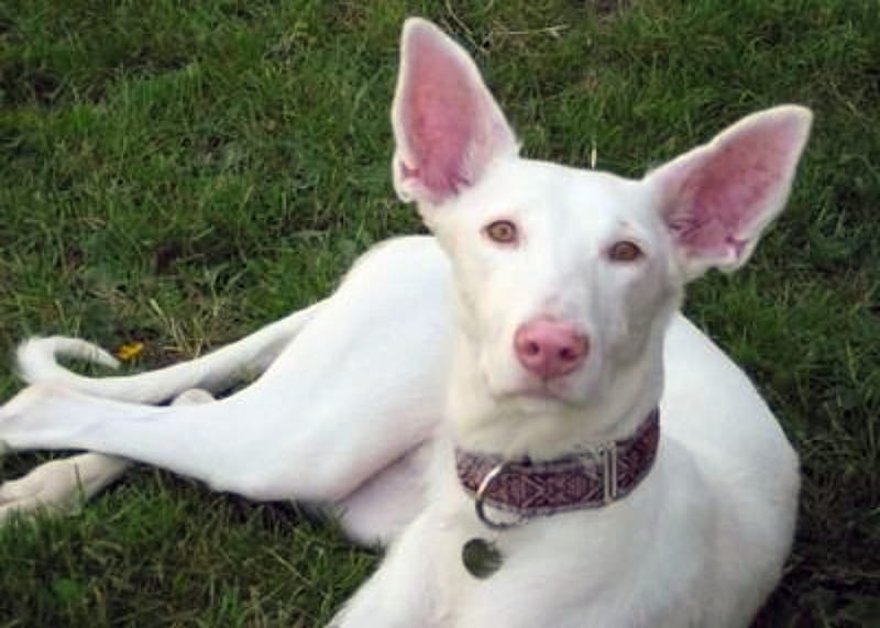 Albino Greyhound, Pink Nose and Eyes, Pink Eyes, Greyhound, Albino, HD wallpaper