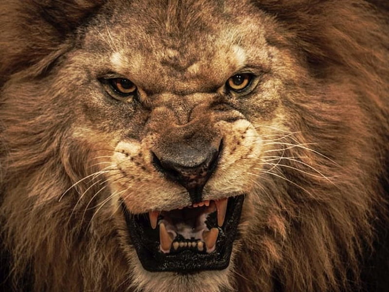 growling lion, male, mane, angry, strong, HD wallpaper