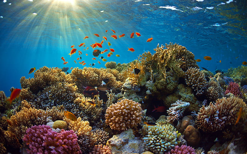 underwater world, coral reef, sea, fish, HD wallpaper