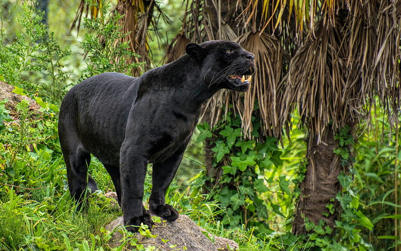 black panther, wild cat, wildlife, jungle, black leopard, panther, predators, HD wallpaper