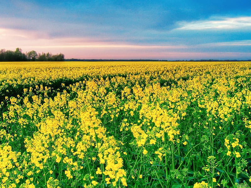 Canola-in-bloom, flowers, yellow, colors, nature, trees, sky, field, HD wallpaper