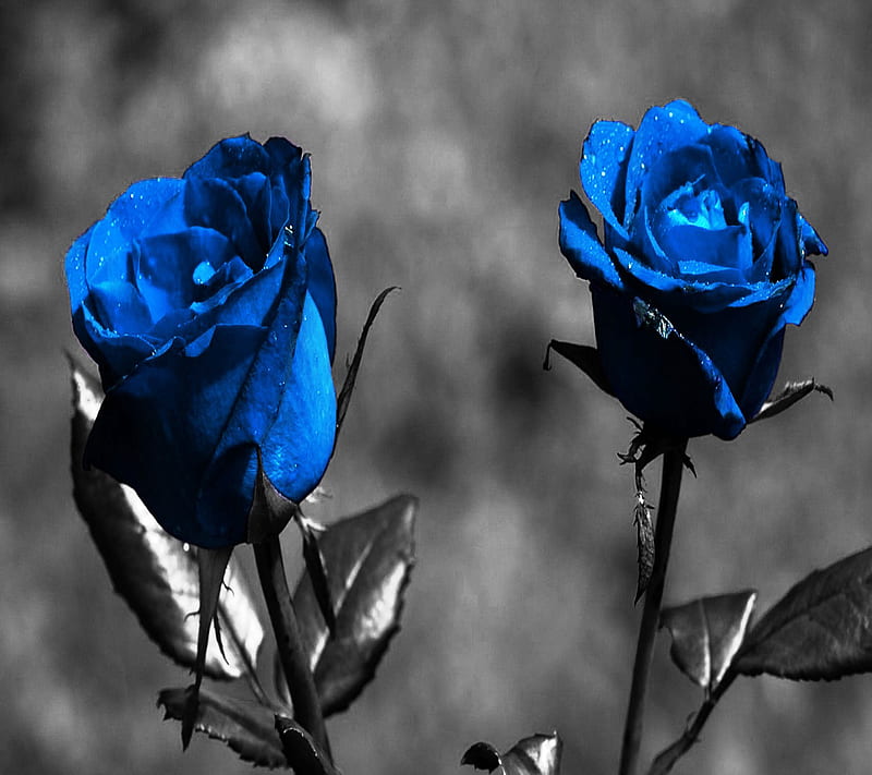 Blue Roses, blue, roses, HD wallpaper | Peakpx