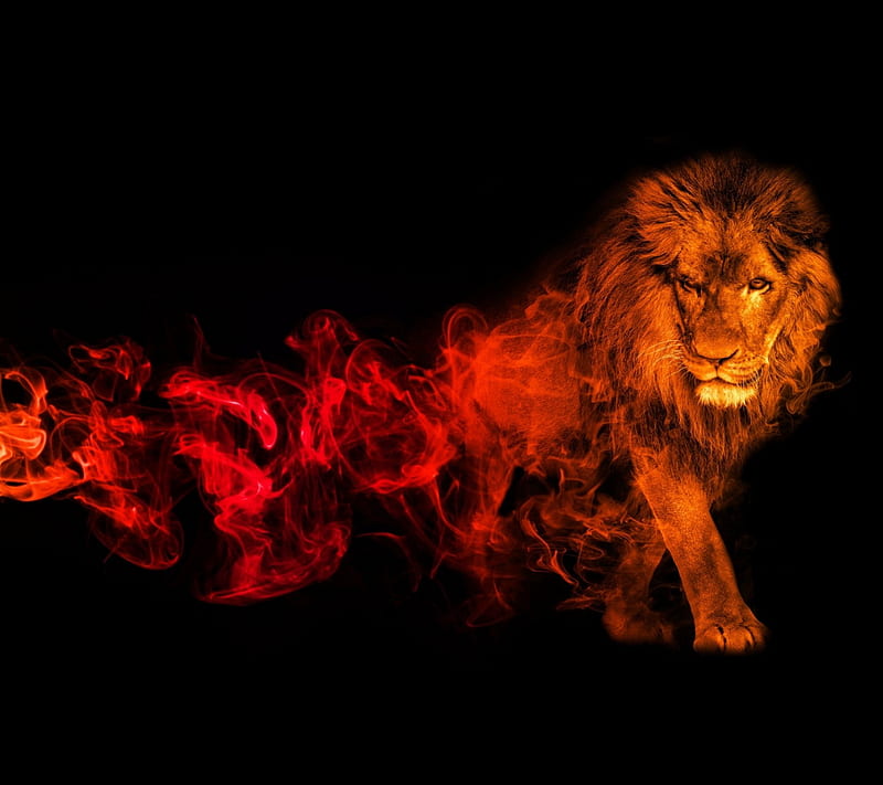 Lion, flame, powerful, HD wallpaper