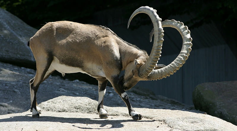 Alpine ibex, goat wild, wildlife, nature, animals, wild animals, HD wallpaper