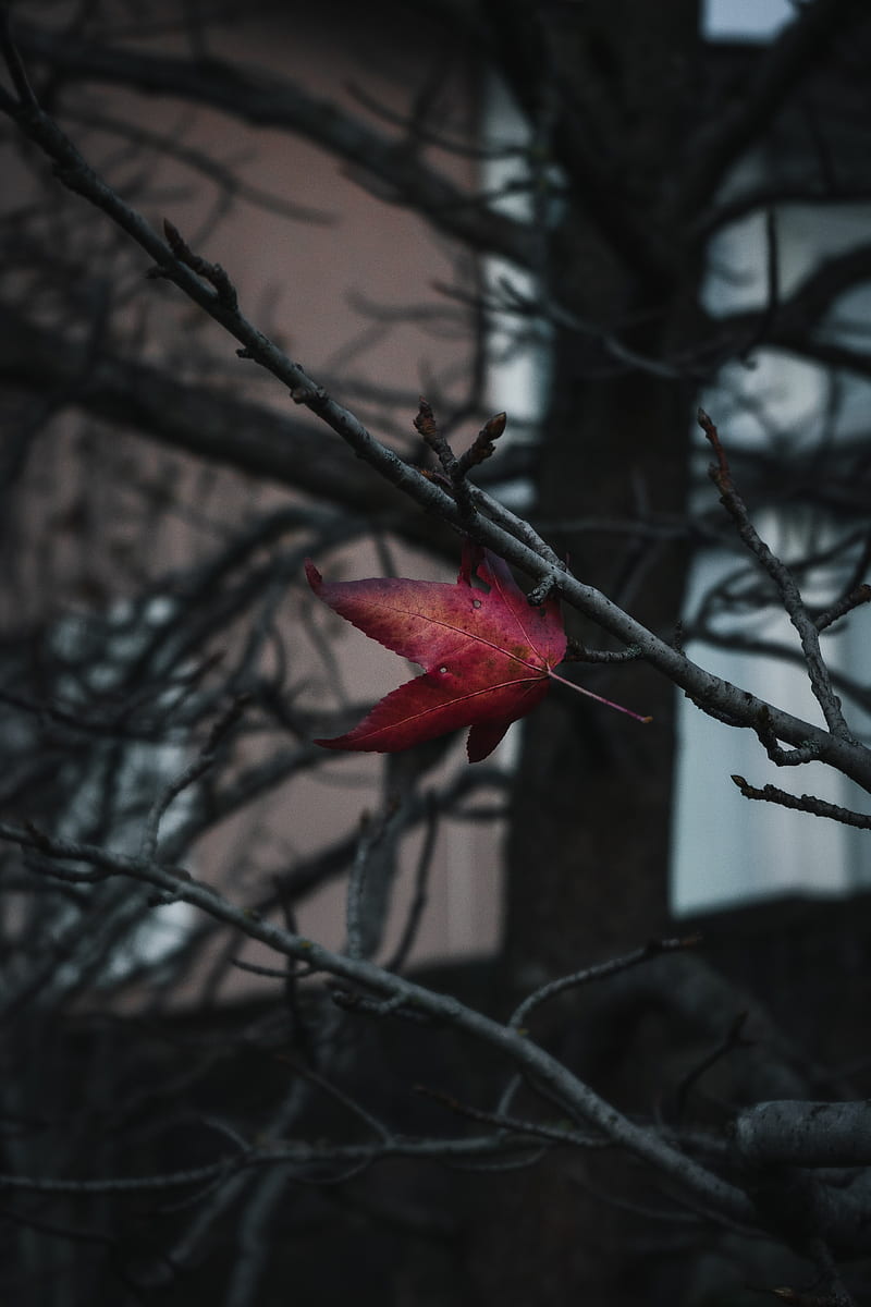 leaf, red, branches, tree, HD phone wallpaper