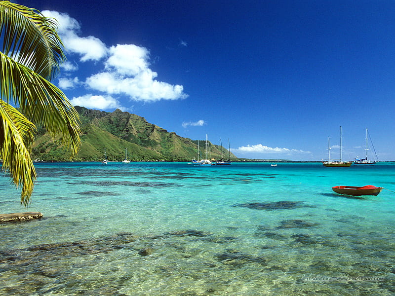 Blue Lagoon, moorea, polynesia, ocean, palm trees, sea, lagoon, turquoise, paradise, tropical, south pacific, blue, HD wallpaper