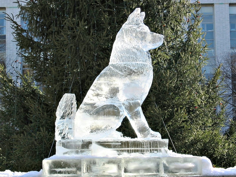 Dog Ice Sculptures, Dog, Sculpture, Art, Outside, Ice, Nature, Winter, HD wallpaper