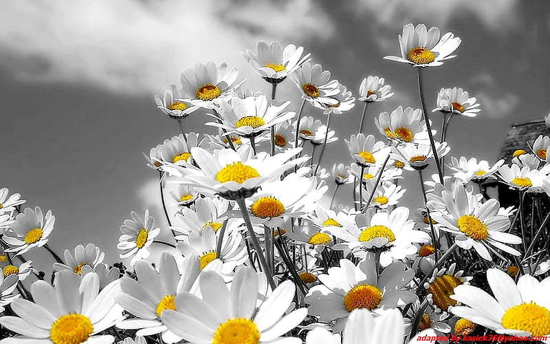 daisies, yellow, flowers, meadow, HD wallpaper