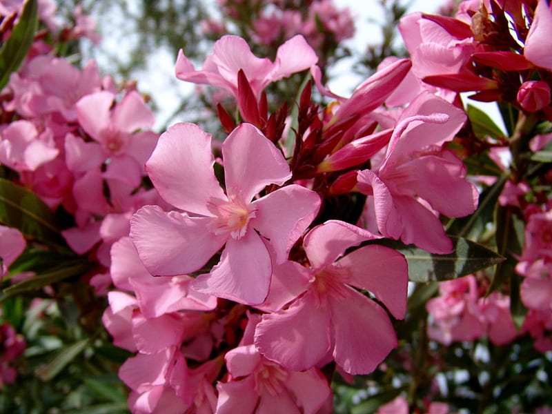 ~ Beautiful Pink Inflorescence ~, flower, petals, Pink, bloom, HD wallpaper