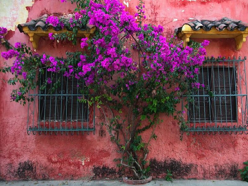 Cartagena de Indias, windows, flowers, HD wallpaper
