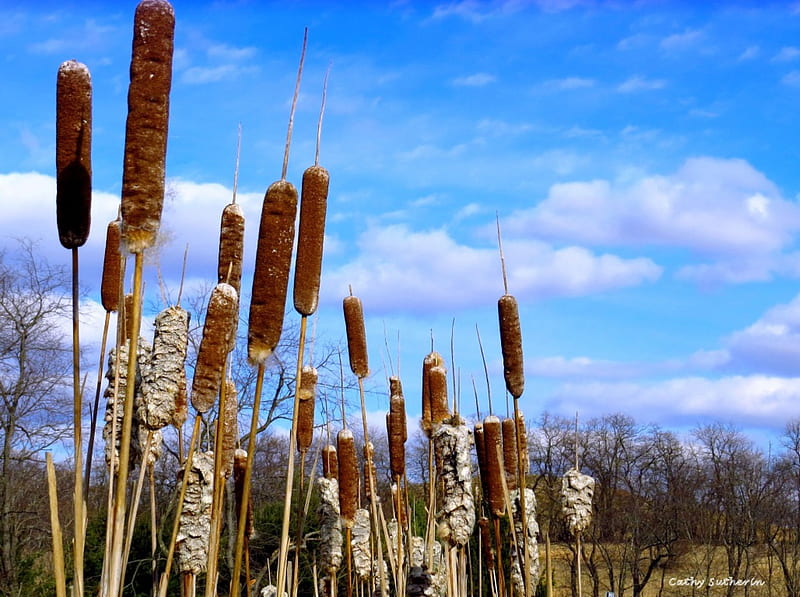 Spring is Here!, cattails, grass, spring, country, clouds, slu, nature, blooms, field, HD wallpaper