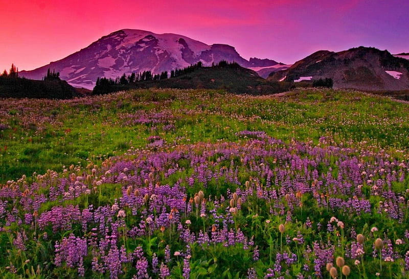 Summer mountain, pretty, slopes, grass, bonito, mountain, nice ...