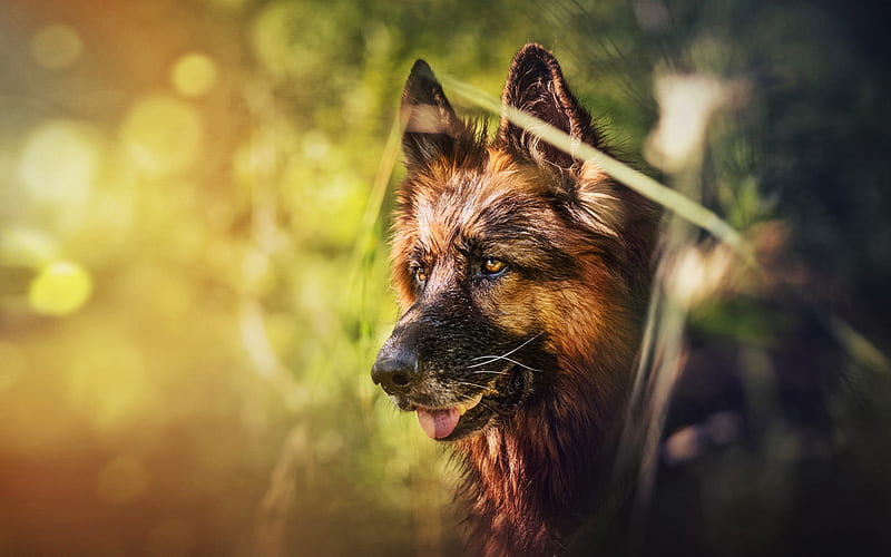 German Shepherd, close-up, cute animals, bokeh, pets, summer, dogs, lawn, German Shepherd Dog, HD wallpaper