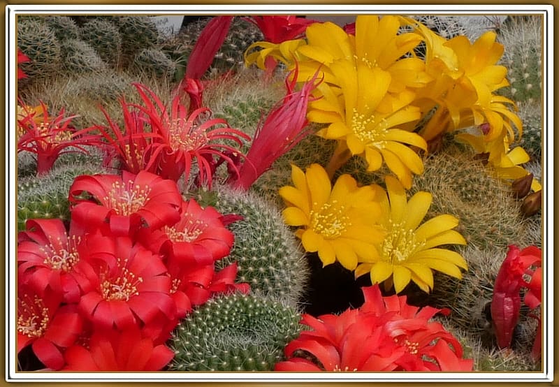 BEAUTIFUL CACTUS FLOWERS, PRETTY, NATURE, FLOWERS, HD wallpaper BEAUTIFUL CACTUS FLOWERS, PRETTY, NATURE, FLOWERS, HD wallpaper