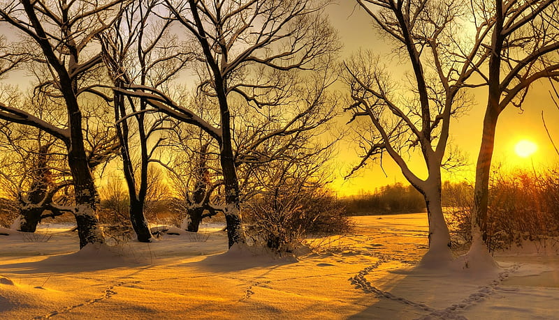 Winter morning, Traces, Trees, Forest, Snow, HD wallpaper