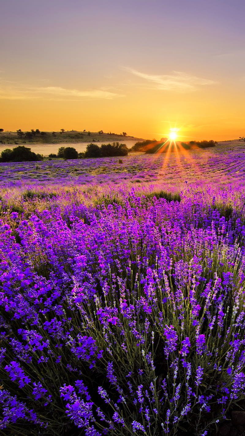 Provence, bonito, field, france, landscape, lavender, sunset, HD phone wallpaper