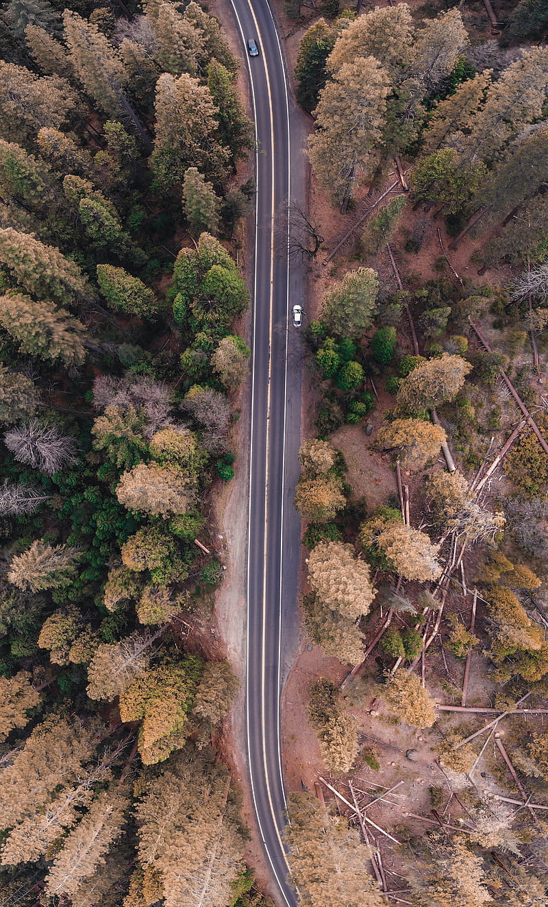 bird's eye view of road in the middle of forest, HD phone wallpaper