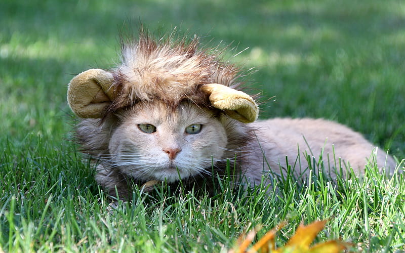 cat, hat, green grass, hat lion, HD wallpaper