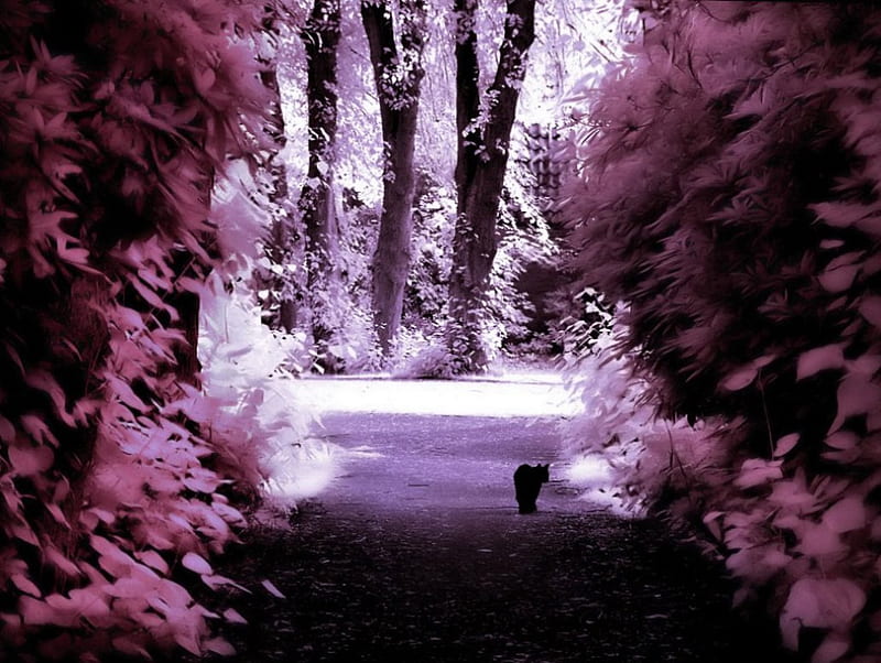 ✰Lonely Cat Infrared✰, pretty, wonderful, silent, dusk, adorable, sweet, splendor, love, emotional, graphy, lovely, Plants, lonely, softness, cute, cool, serenity, Cat, splendidly, sidewalk, garden, colorful, scenic, bonito, twilight, emo, Trees, parks, gentle, Abstract, magnificent, miracle, amazing, feeling, view, colors, Leaves, alone, loneliness, tender touch, Surreal, Animals, HD wallpaper
