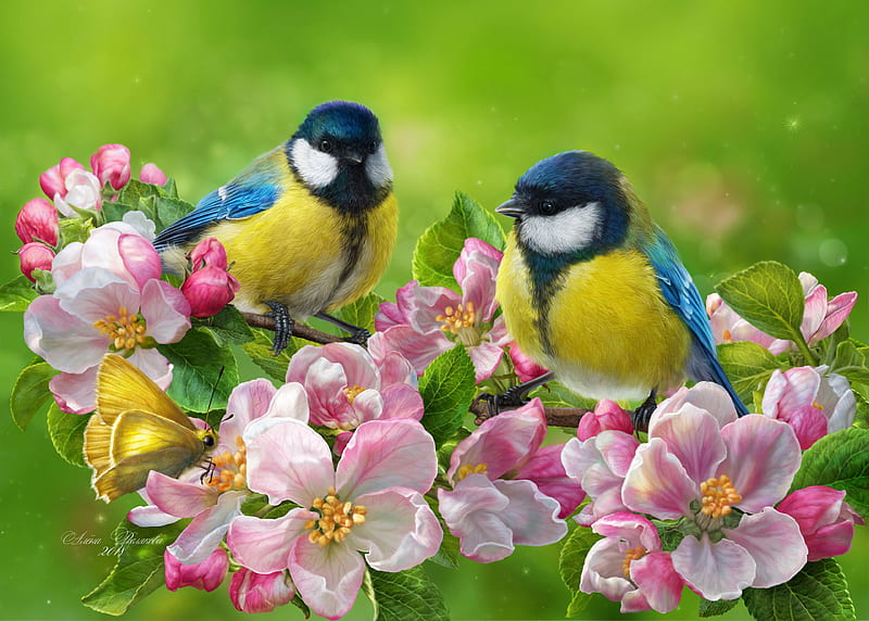 tomtit, bird, flowers, bright, art, HD wallpaper
