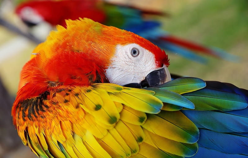 Parrot, yellow, pasari, wing, ara, red, eye, bird, feather, papagal, blue, HD wallpaper