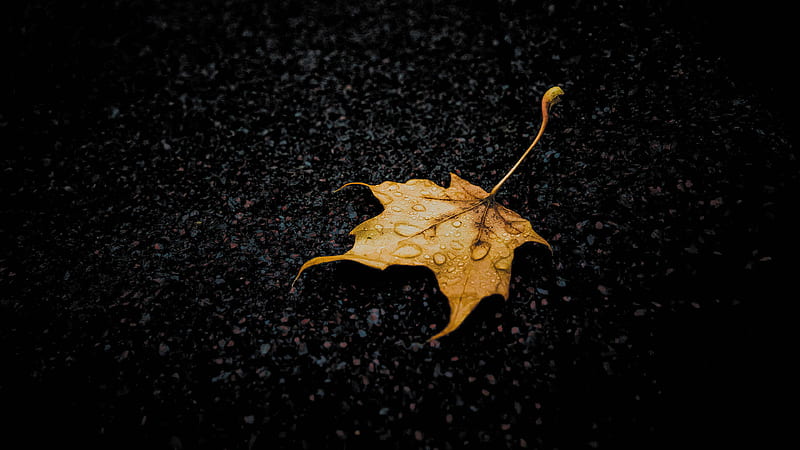 Yellow Leaf With Water Drops On Sticky Black Road Dark, HD wallpaper