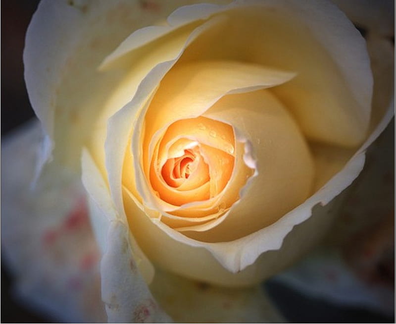 lovely rose, lovely, romantic, rose, flower, bonito, creamy, HD wallpaper