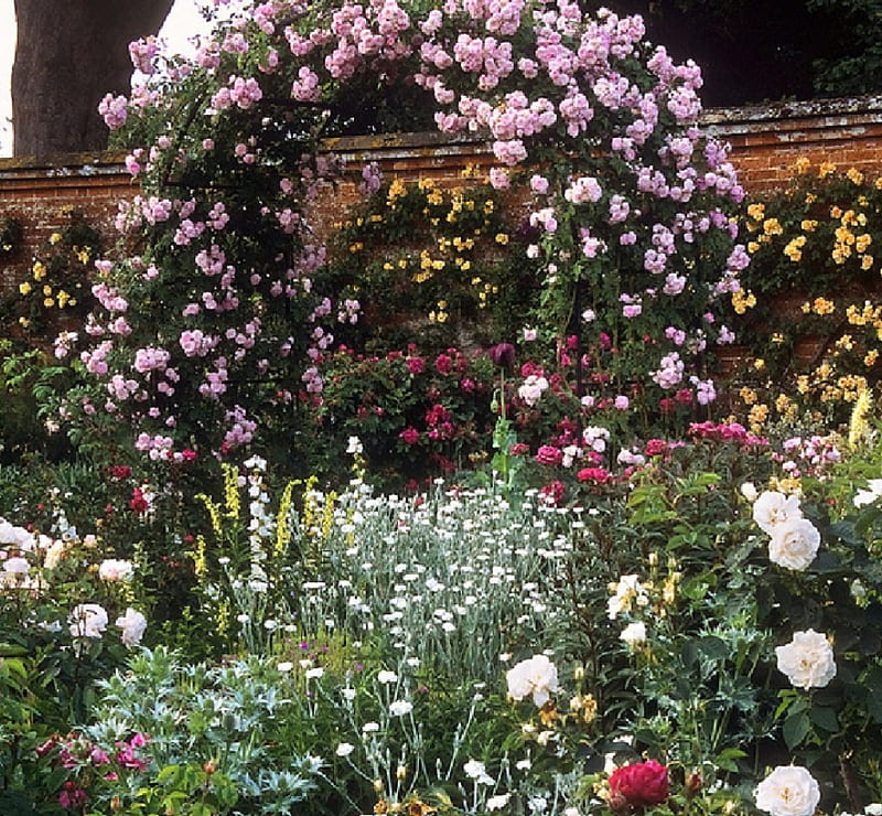 beautiful rose garden, garden, nature, bonito, roses, HD wallpaper