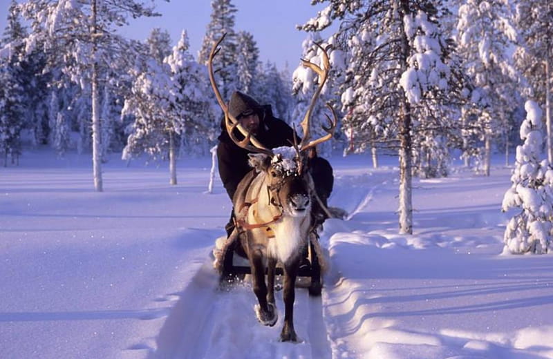 Winter in Lapland, magie, zapada, ren, iarna, HD wallpaper