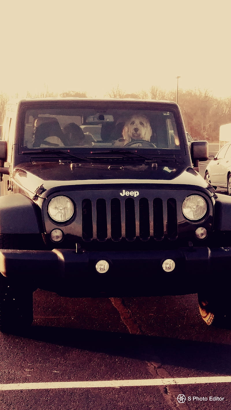 Perros Enloquecidos Jeep Fondo De Pantalla Movil Hd Peakpx