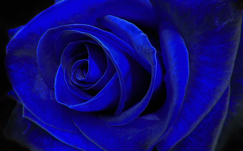 blue rose, blue flower, rosebud, macro, HD wallpaper