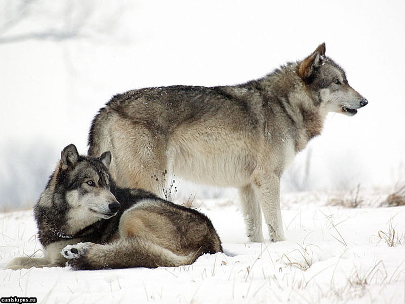 Snow wolves, tundra, snow, wildlife, wolf, animal, HD wallpaper | Peakpx