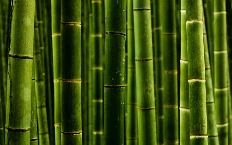 green bamboo trunks, macro, bambusoideae sticks, close-up, bamboo textures, green bamboo texture, bamboo canes, bamboo sticks, green wooden background, horizontal bamboo texture, bamboo, HD wallpaper