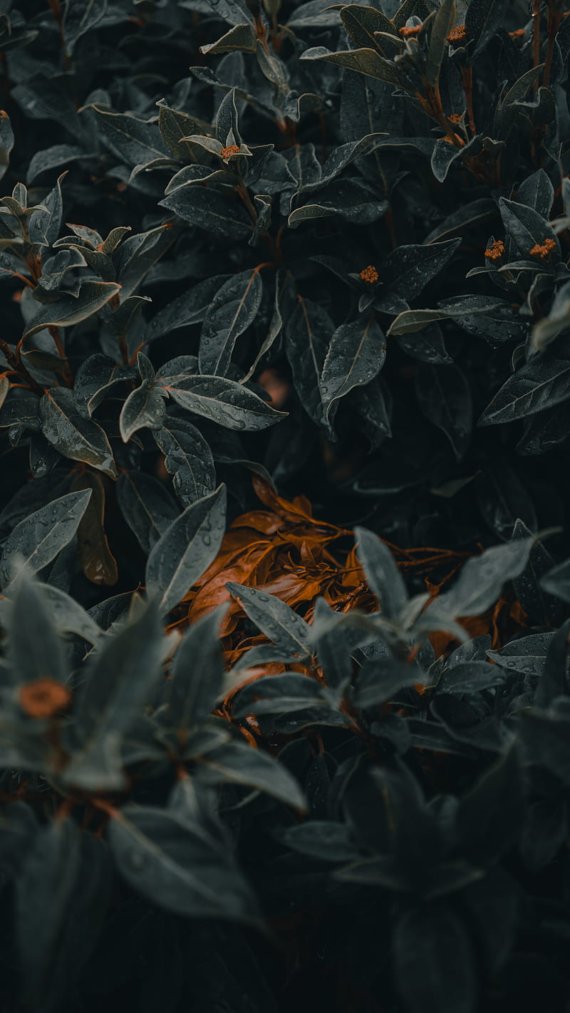 plant, leaves, wet, macro, HD phone wallpaper