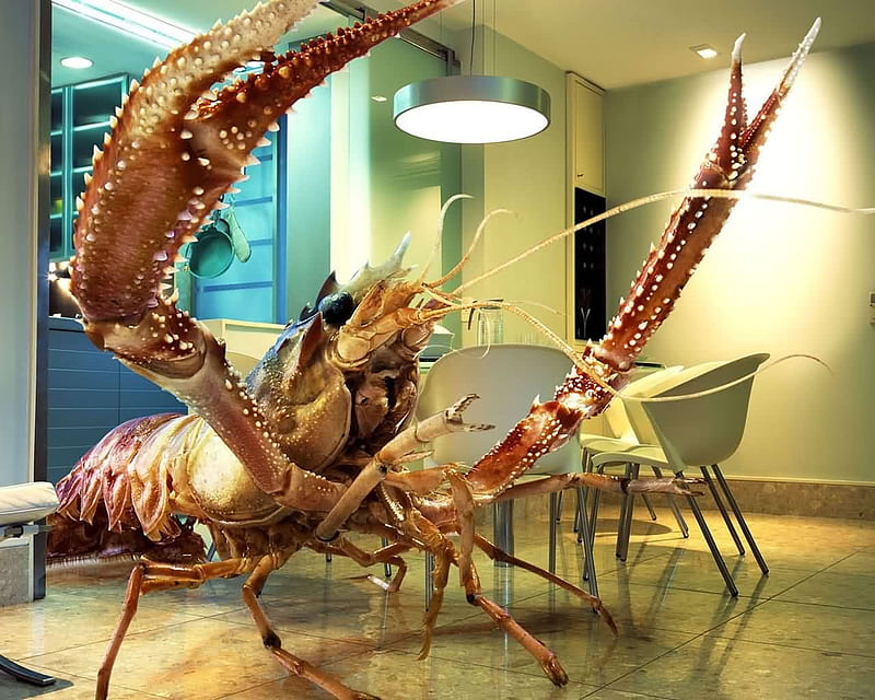 Fresh Lobster, dinner, house, lobster, HD wallpaper