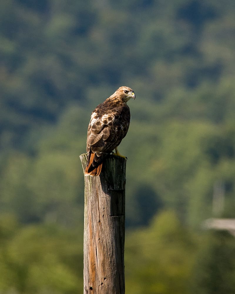 red-tailed buzzard, hawk, bird, feathers, log, HD phone wallpaper