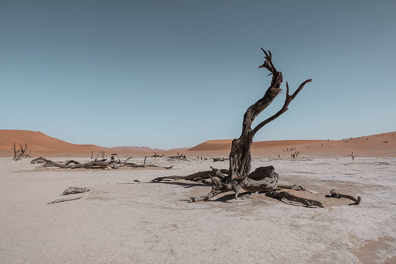 bare tree in the middle of desert, HD wallpaper