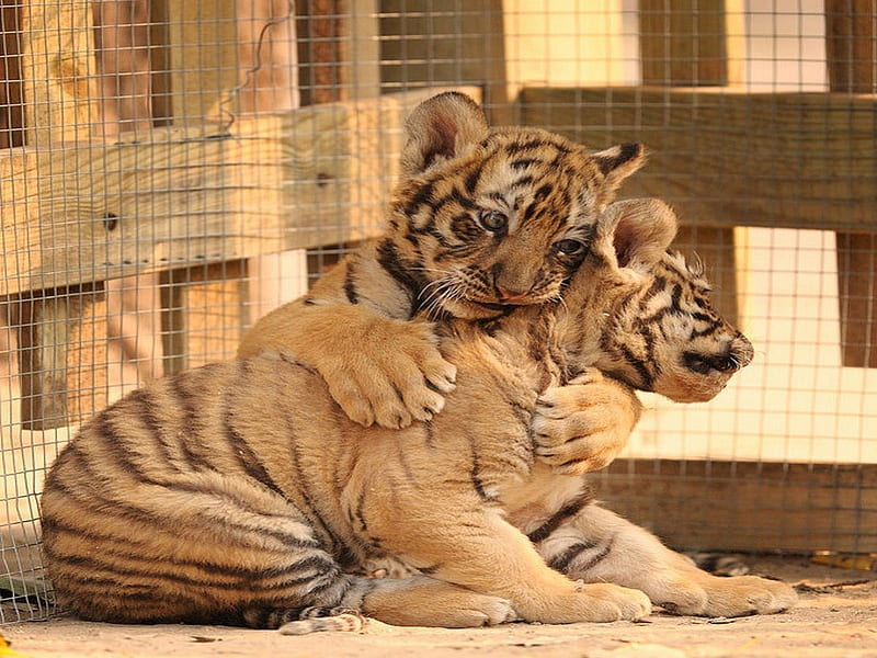 Tiger, zoo, baby tiger, kittens, nature, cats, endangered tiger, animals, HD wallpaper