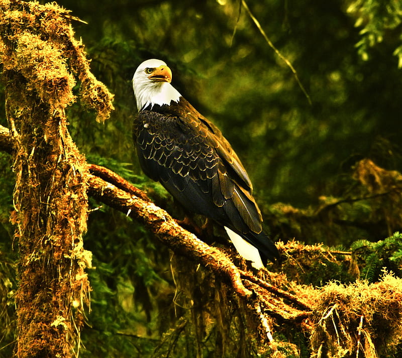Bald Eagle, animal, bird, brown, green, white, HD wallpaper