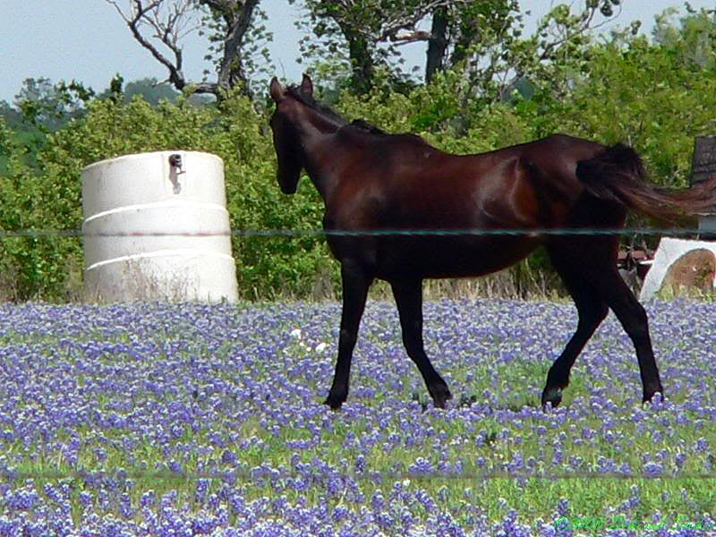 Horse Walking Through Bluebonnets Flowers, flowers, horse, bluebonnet, field, HD wallpaper