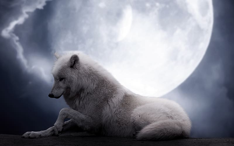 Night, Moon, Wolf, Animal, White Wolf, HD wallpaper | Peakpx
