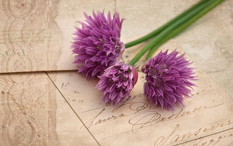 870+ Allium Stock Illustrations, Royalty-Free Vector Graphics & Clip Art -  iStock | Allium flower, Allium ursinum, Purple allium